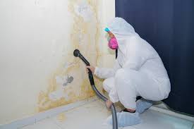 Why You Should Choose Our Mold Remediation Services in Clearwater, SC